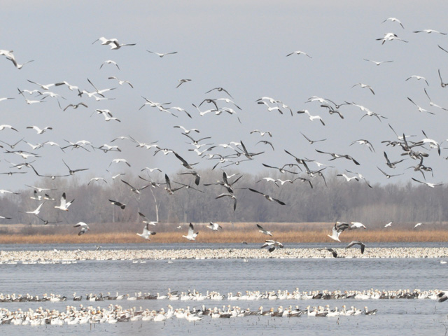 USDA researchers acknowledge they are surprised by the large number of commercial positive cases of H5N2 even though there have been very few infections found in wild birds in the Mississippi Flyway. For now, researchers are assuming the commercial flocks are being infected by wild birds. (DTN file photo by Chris Clayton)